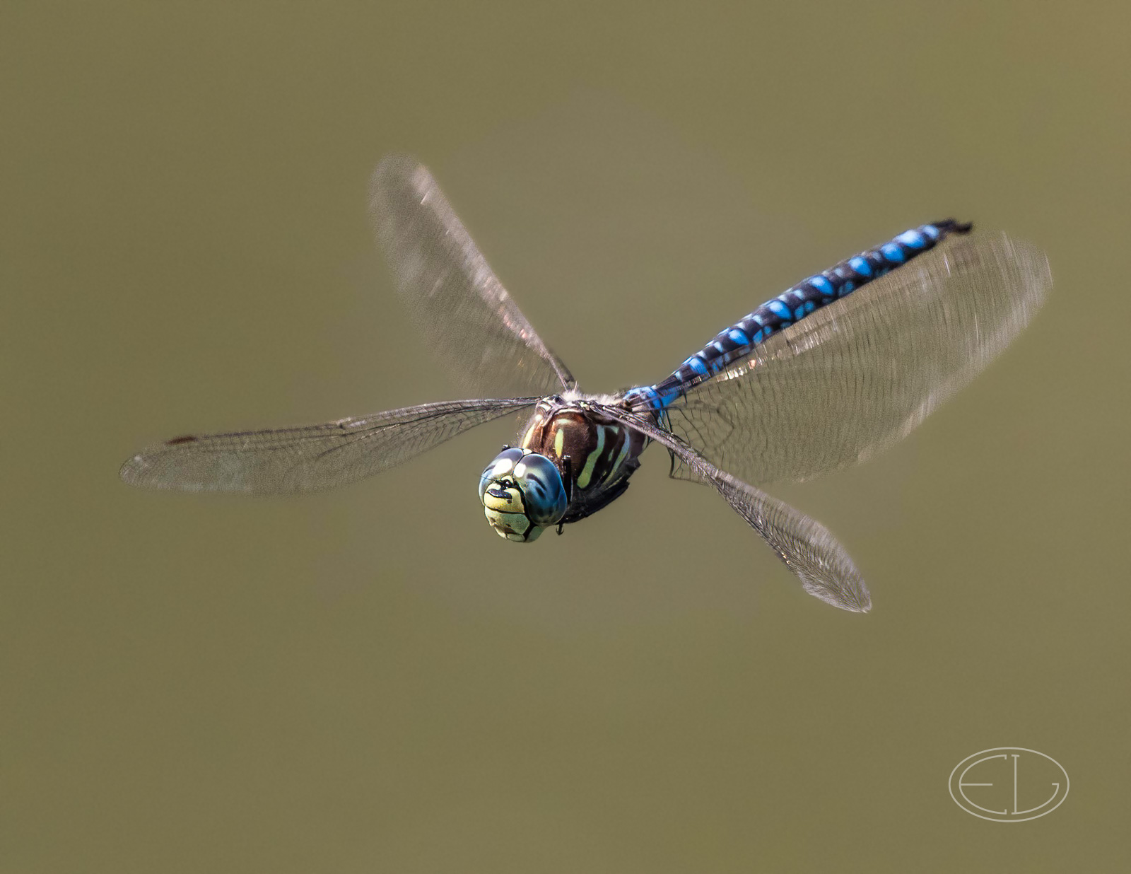 M2_B3943 Blue-eyed Darner dragonfly in flight-Edit.jpg