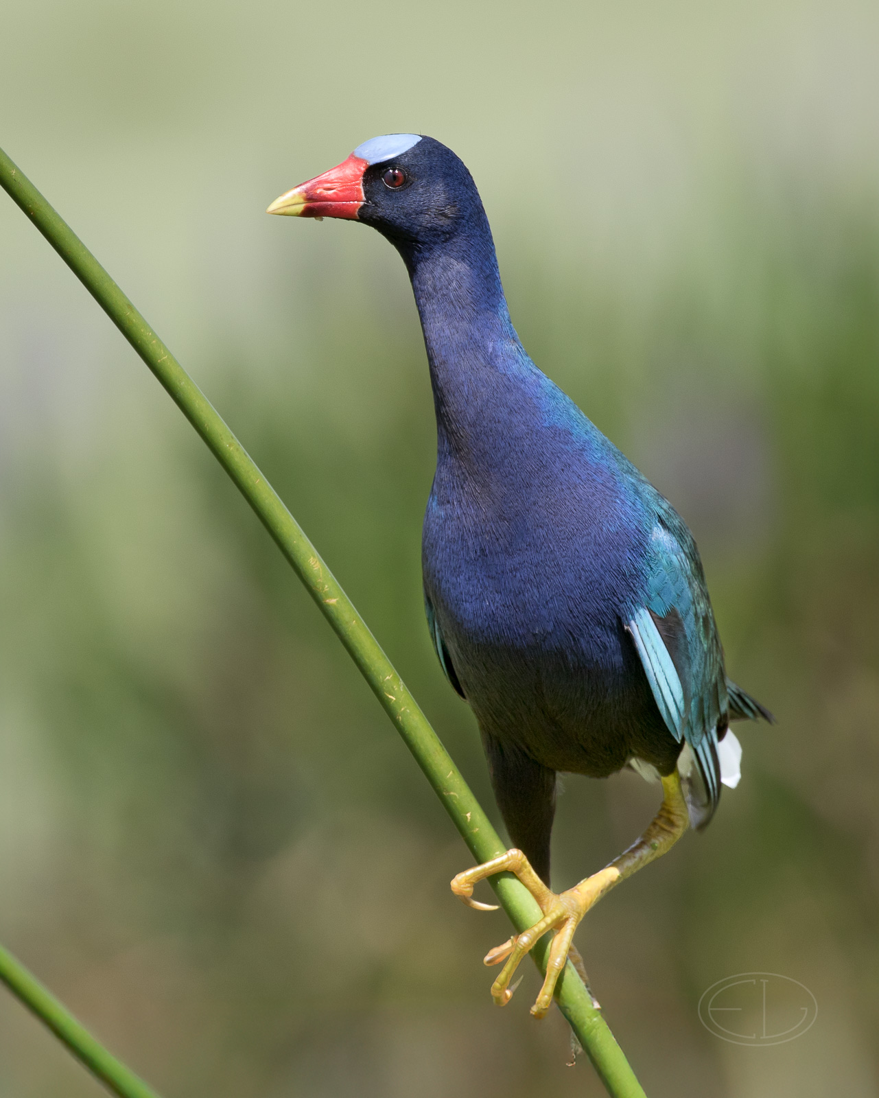 M2_D8940 Purple Gallinule-Edit.jpg