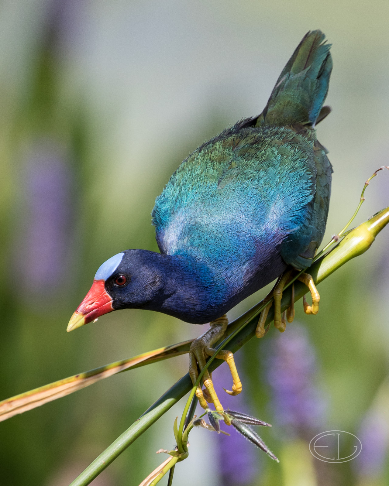 M2_D8949 Purple Gallinule.jpg