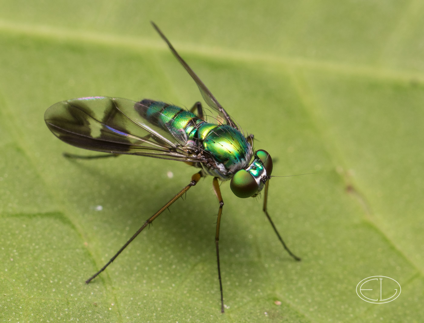 M2_F1064 Green fly.jpg