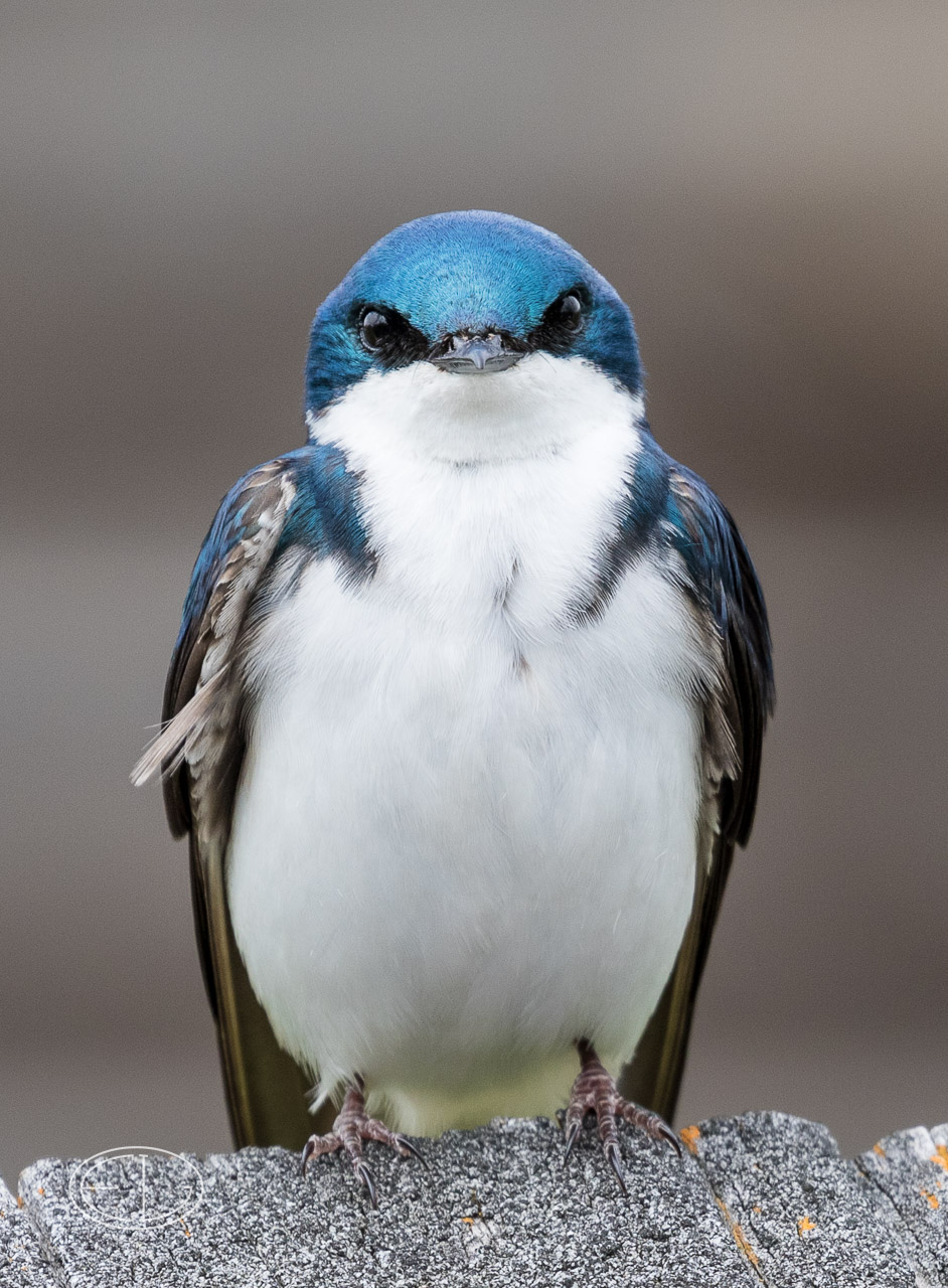 M2_G9329 Tree Swallow.jpg