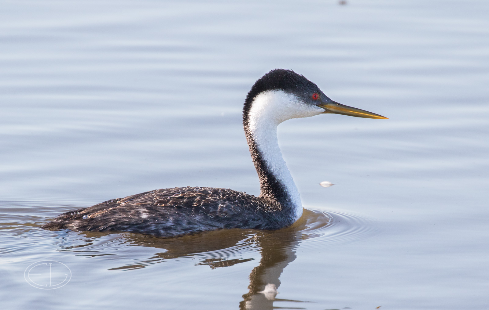 M2_H1421 Western Grebe.jpg