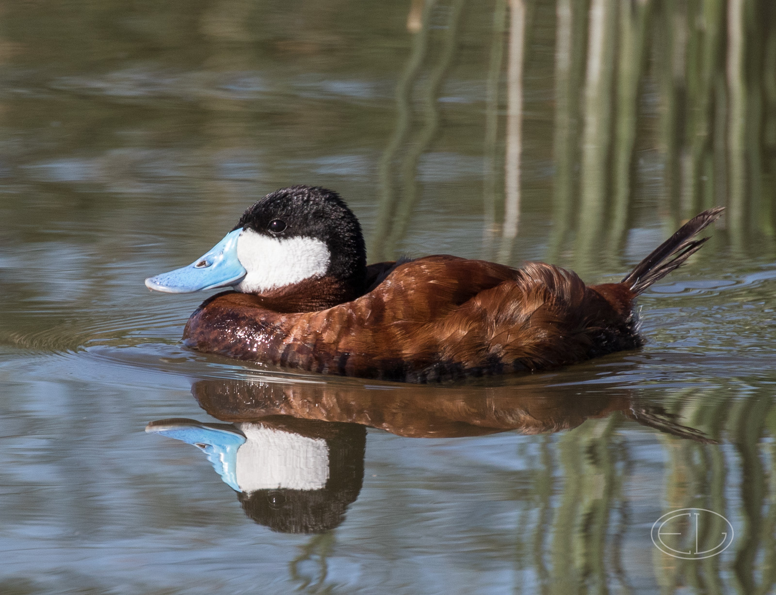 M2_H1430 Ruddy Duck.jpg