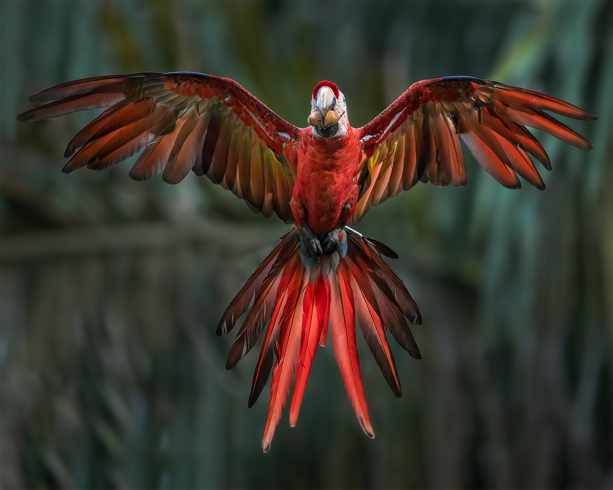 macaw-flight-wings-spread.jpg