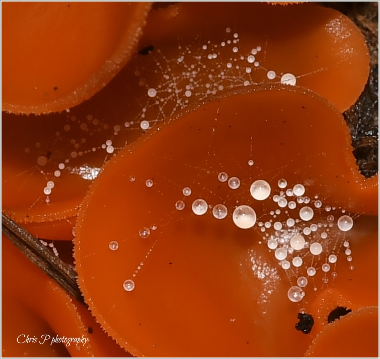 macro orange peal mushroom abstract4.JPG