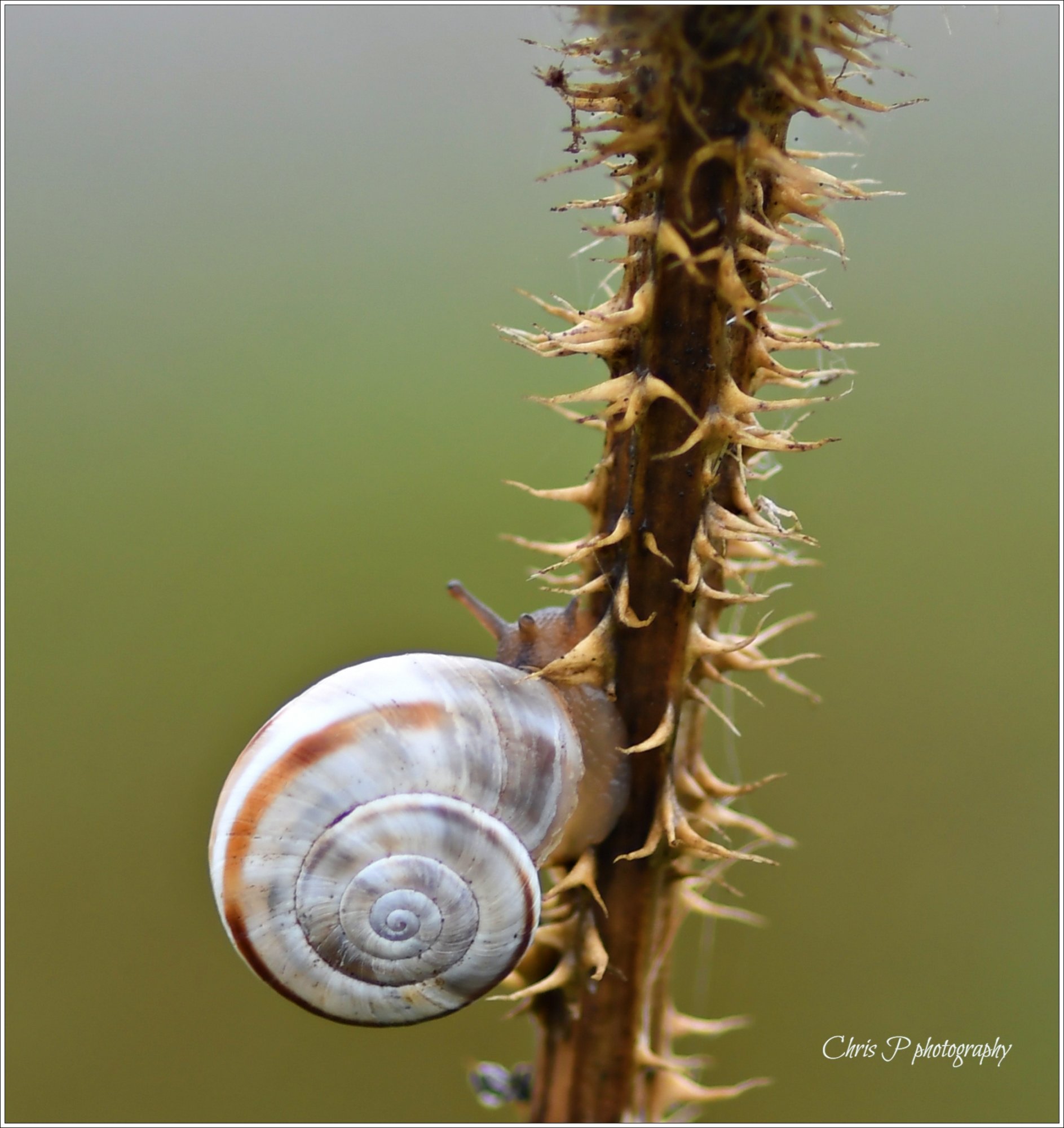 Macro snail. Steady has you go..JPG