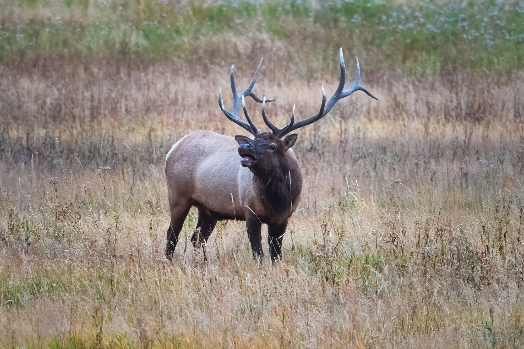 Madison Elk 1.jpg