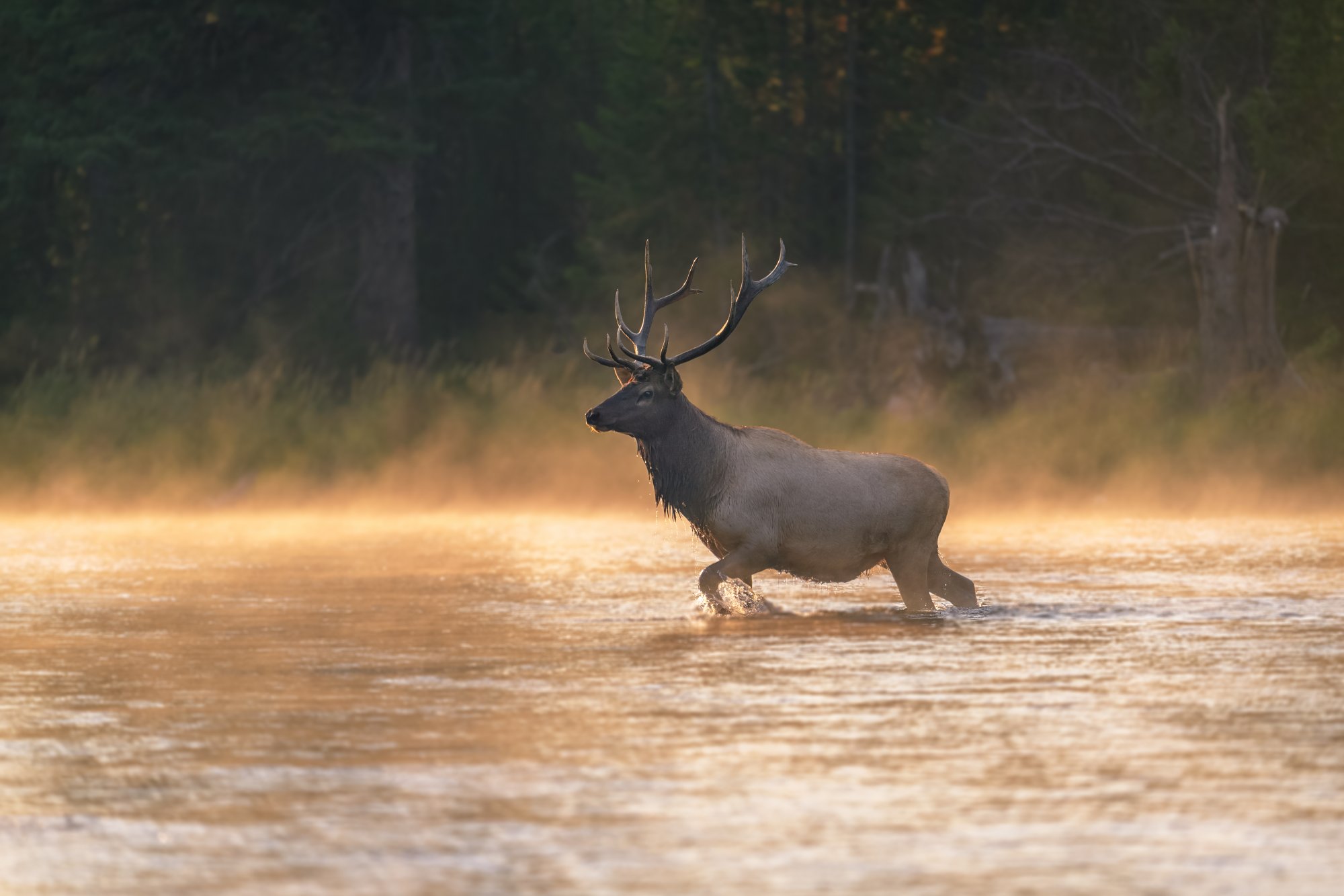 Madison Elk YNP 2018-.jpg