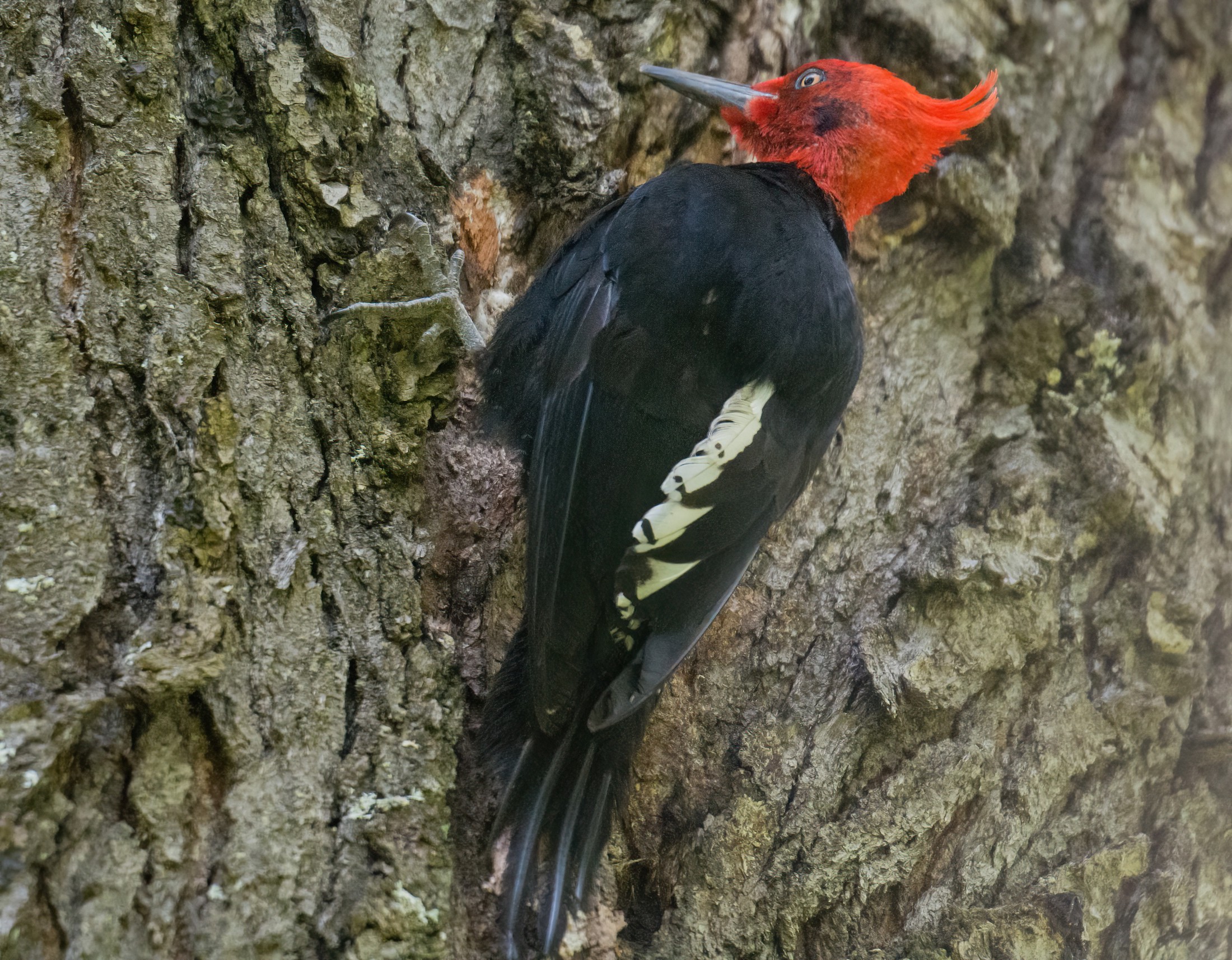 Magellanic woodpecker.jpg
