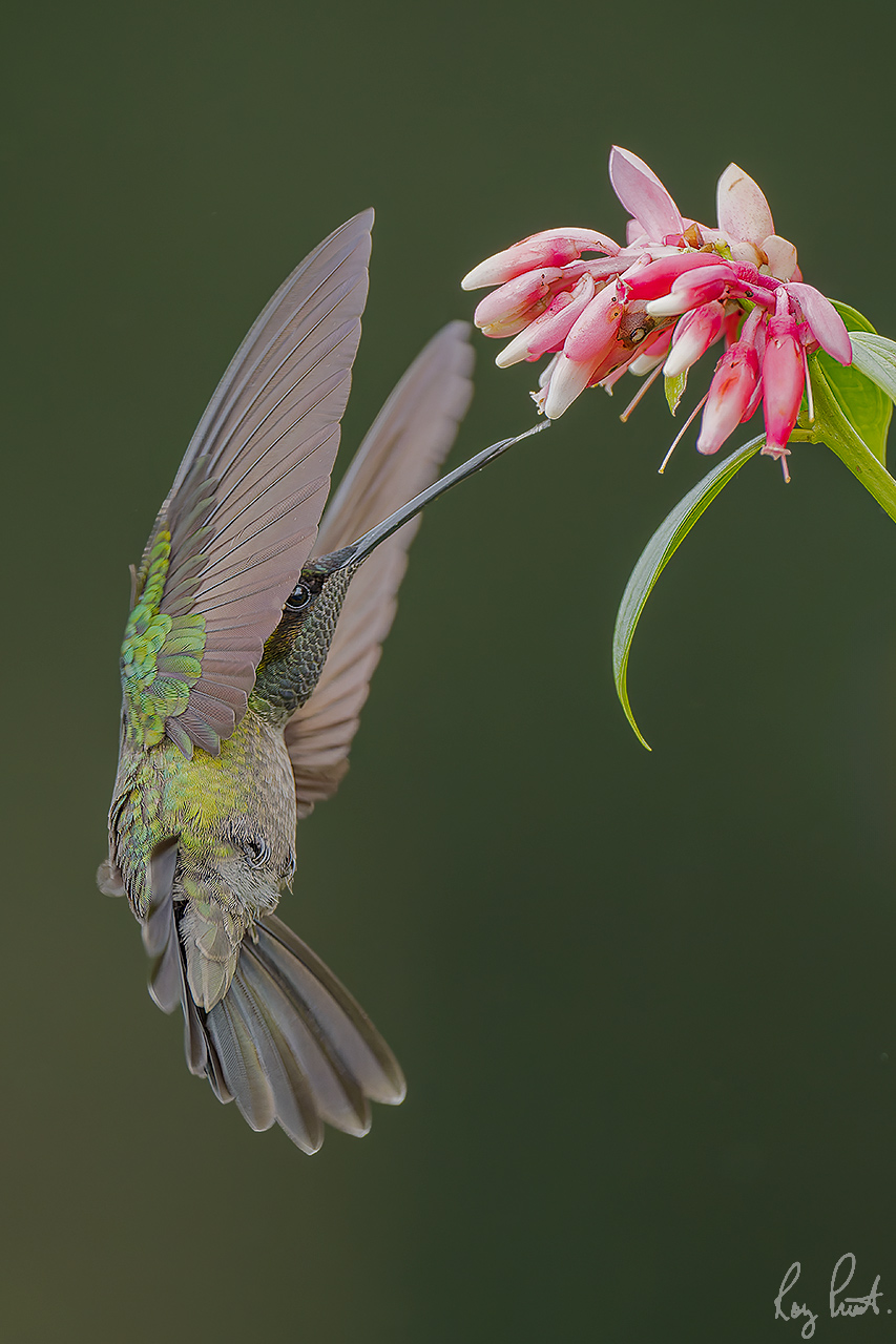 Magnificent-Hummingbird-29430-ARW.jpg