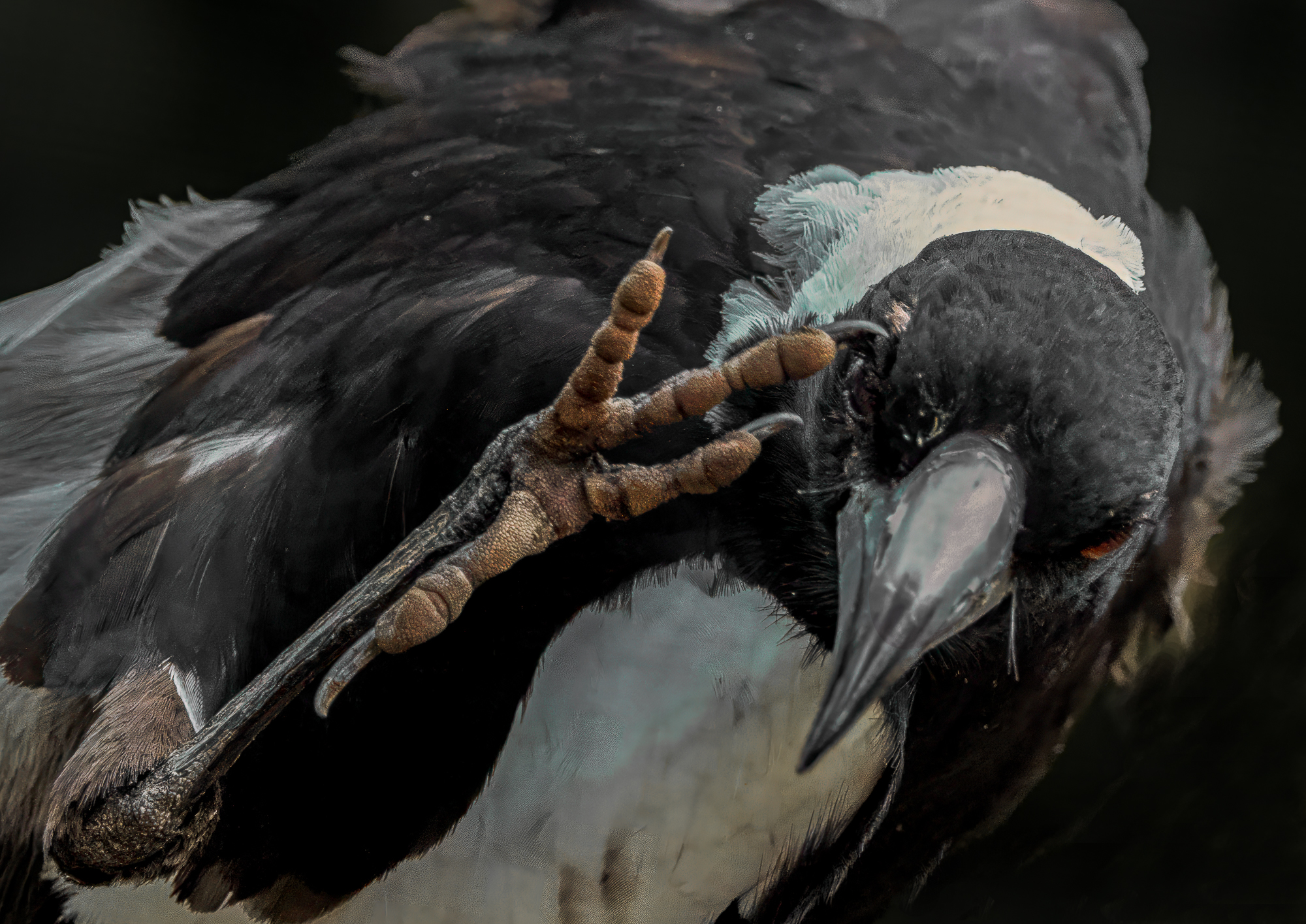 Australian Magpie with a Bird Mite Problem