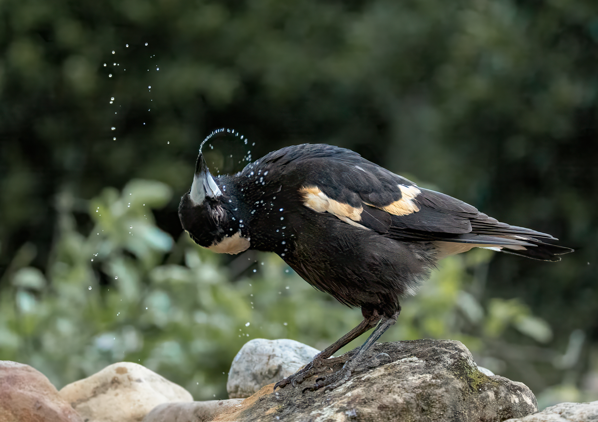 Australian Magpie : Gymnorhina tibicen