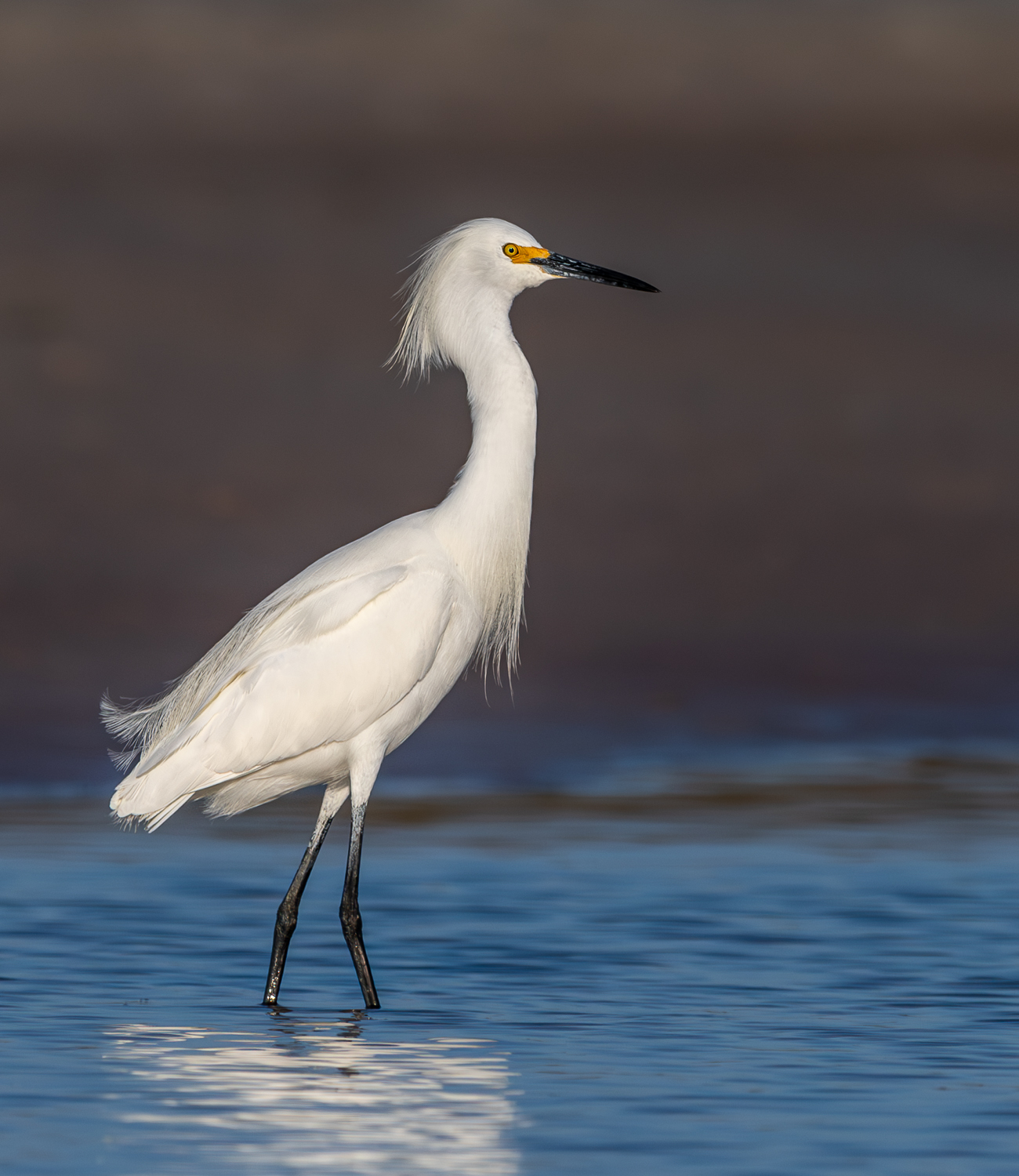 Majestic Snowy Egret_.jpg