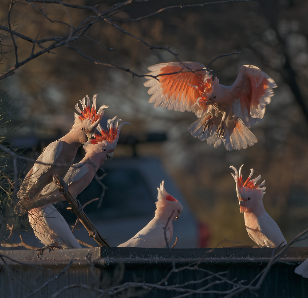 Major Mitchell Cockatoos - Newhaven-81000.jpg