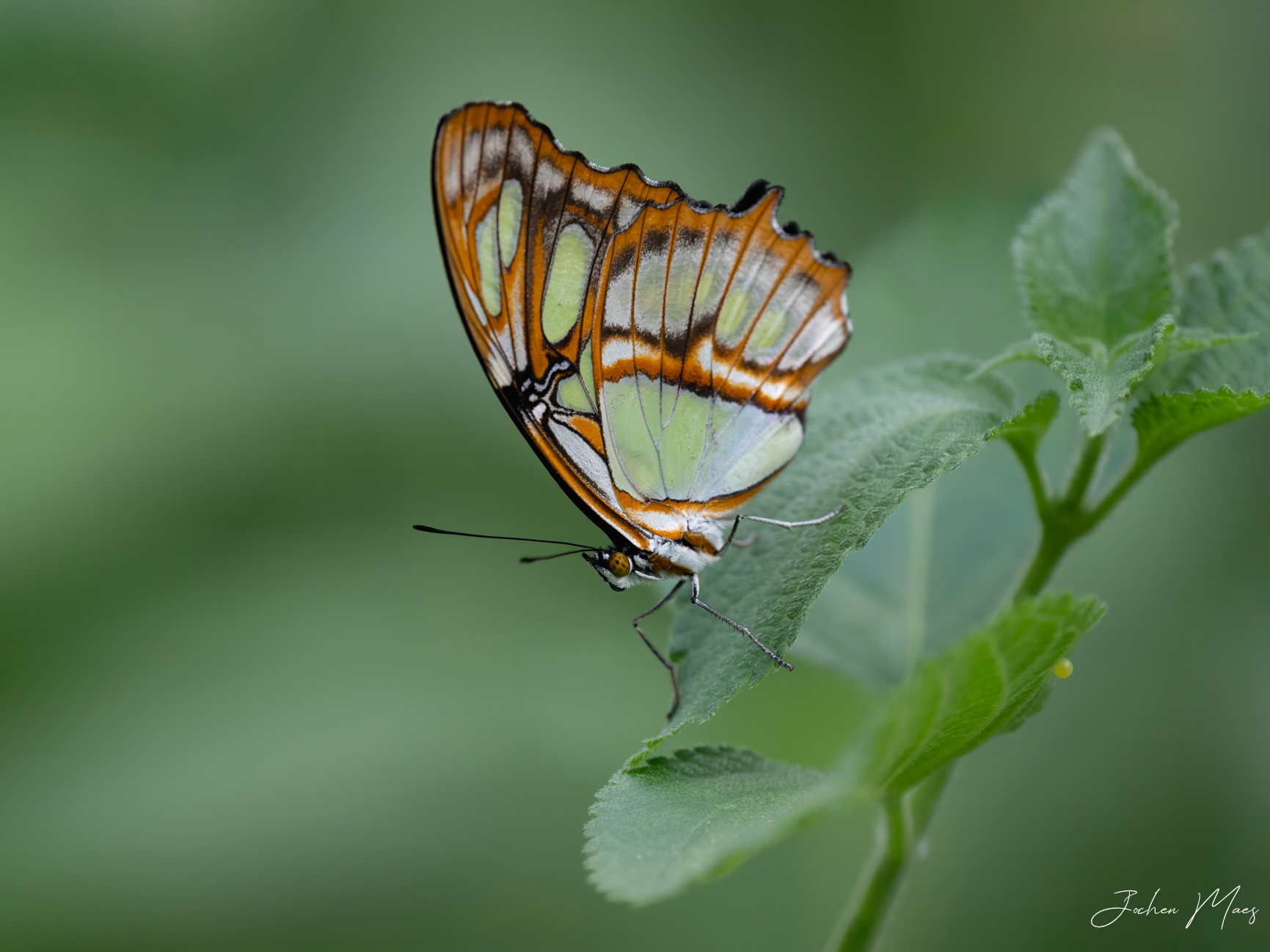 Malachite butterfly.jpg