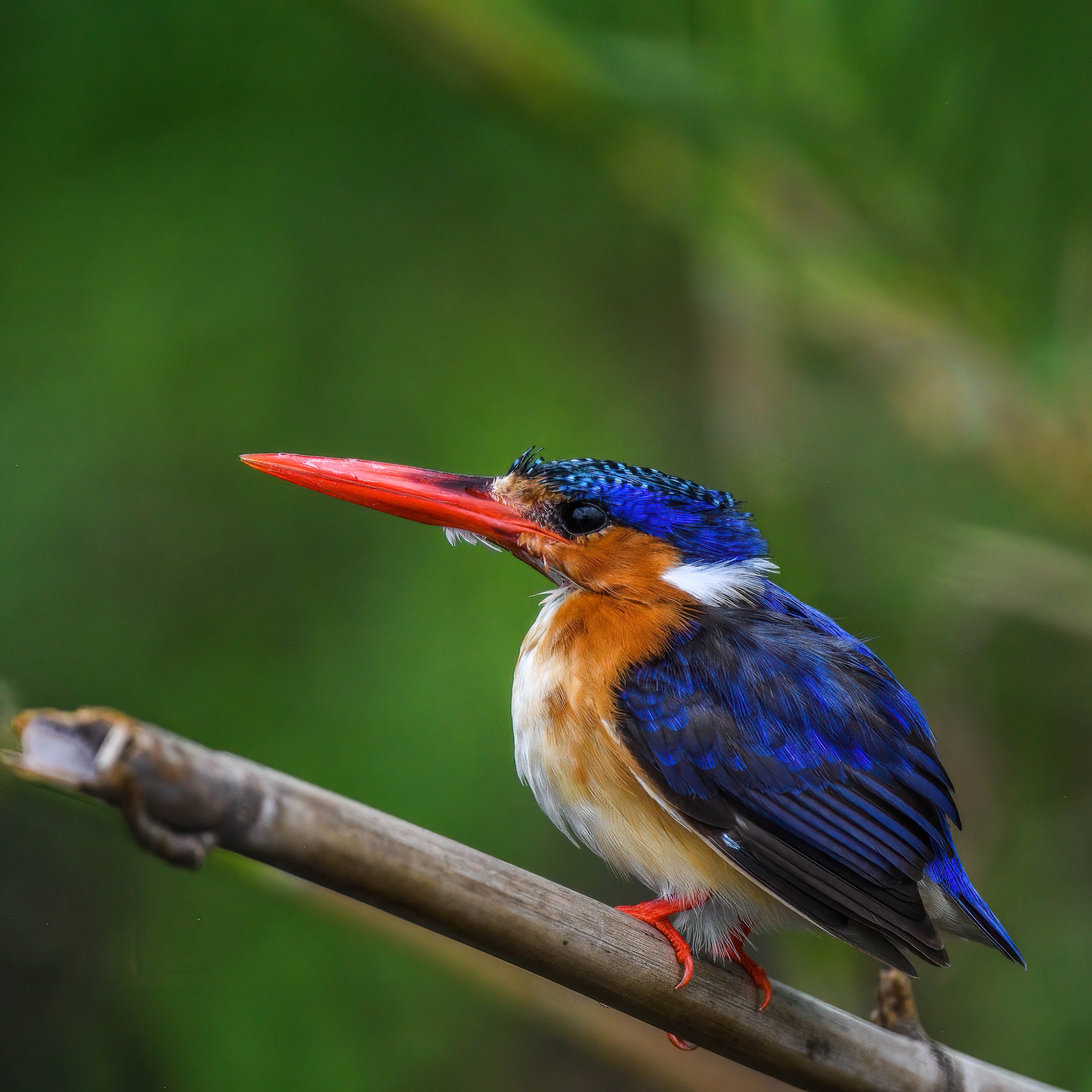 malachite kingfisher.jpg