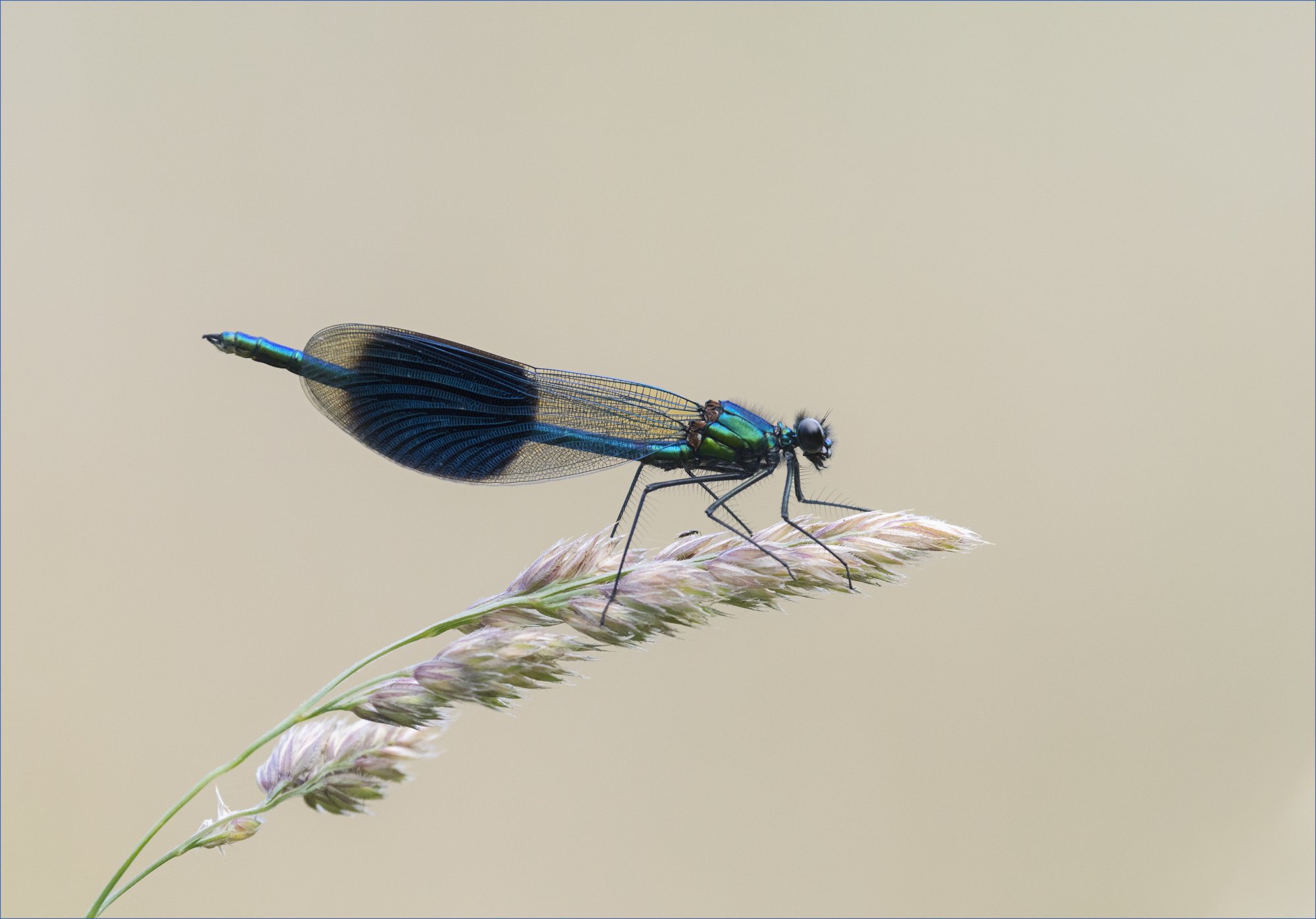 Male Banded Demoiselle.jpg