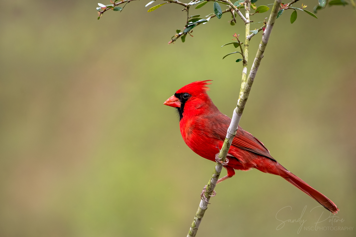 Male Cardinal 11mar22.jpg