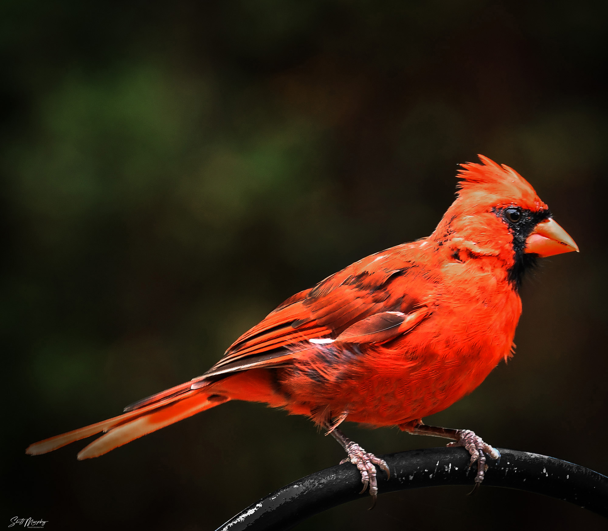 Male Cardinal 3.jpg