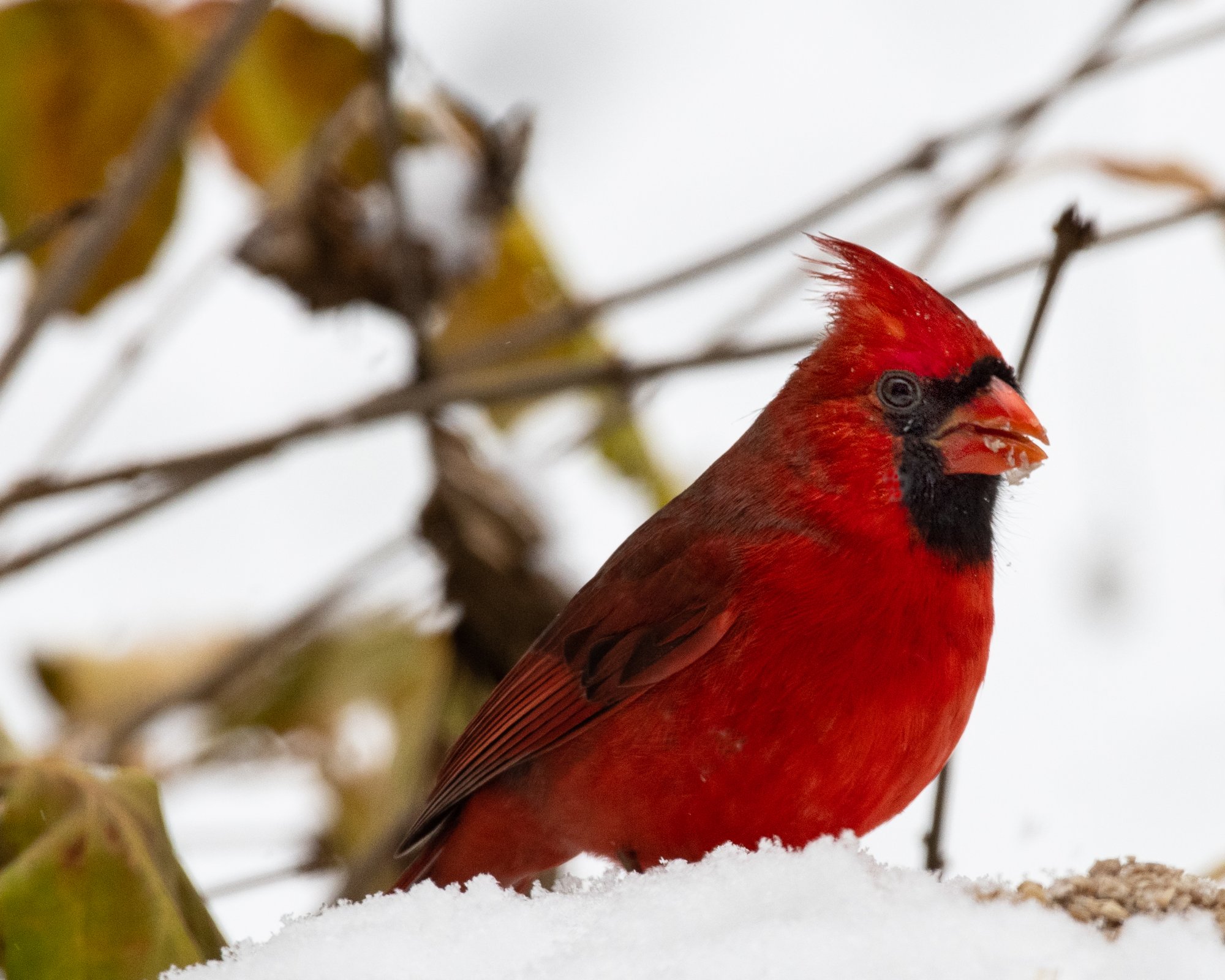 Male cardinal in the snow close up.jpg