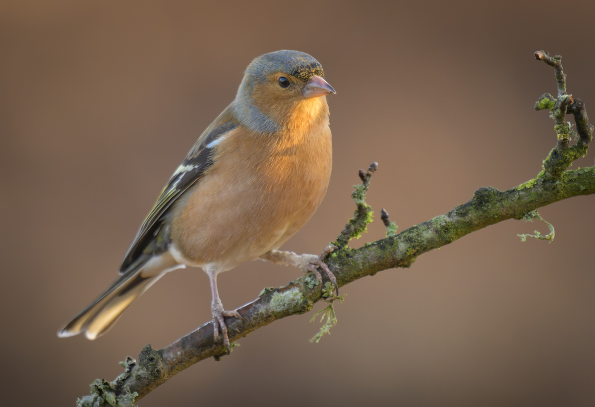 Male Chaffinch 16 Januay 25.jpg