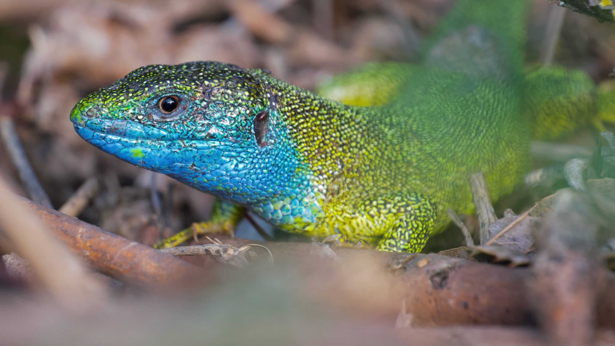 Male European Green Lizard in Tihany, Hungary.jpg