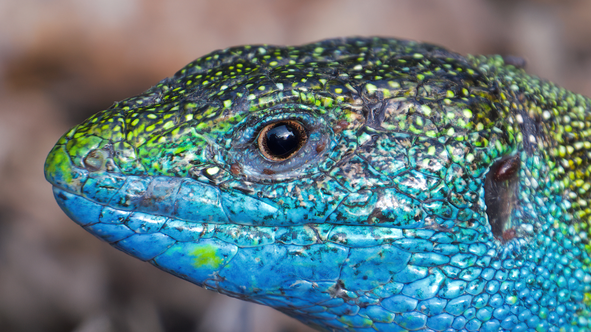 Male European Green Lizard in Tihany, Hungary - Tight crop.jpg