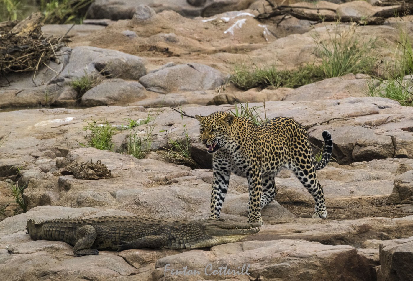  male leopard confronting crocodile rd_June2022-2987.jpg