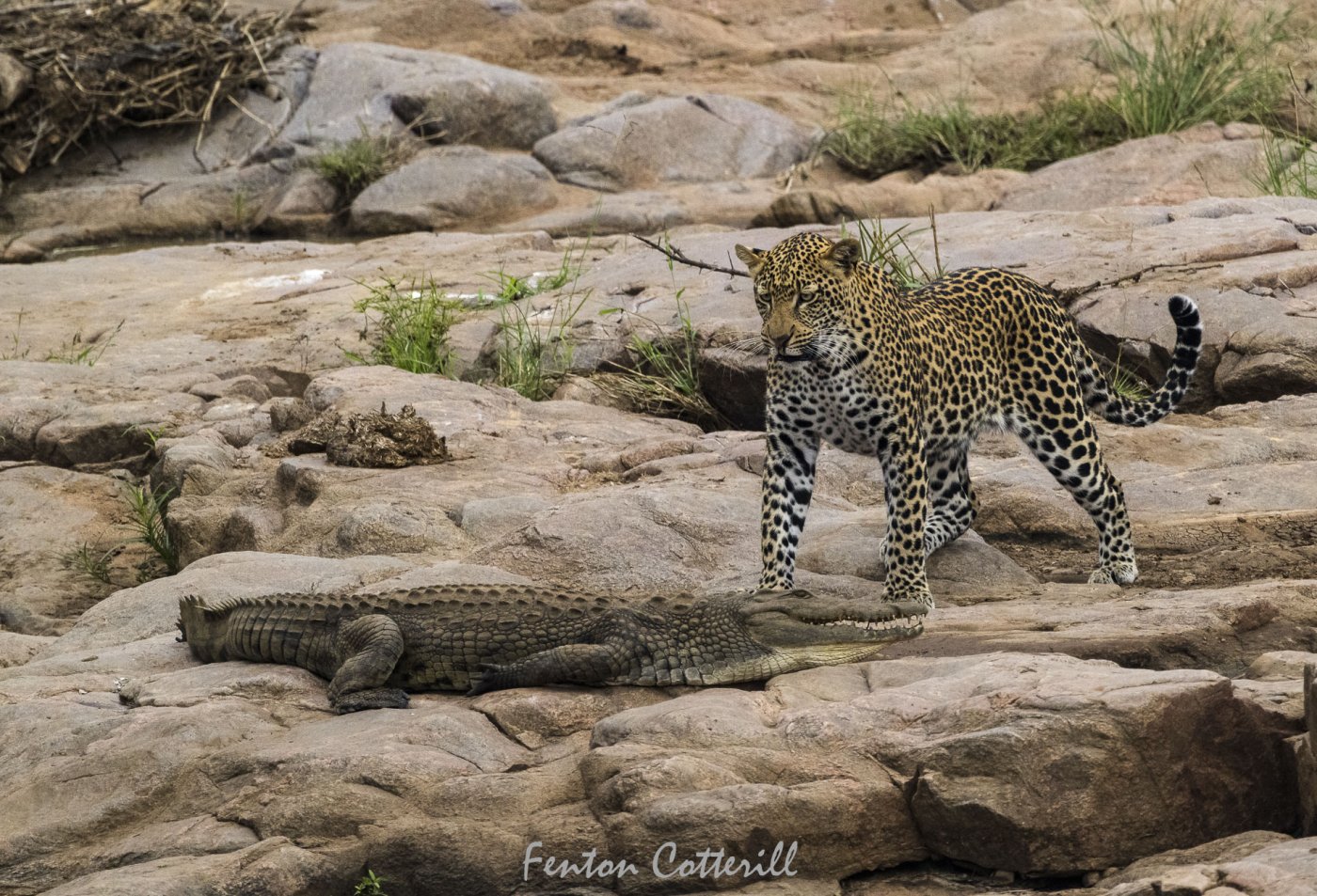 male leopard confronting crocodile rd_June2022-2991.jpg