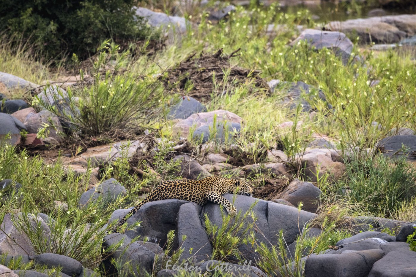 male leopard sleeping in rocky riverbed rd_June2022-2716.jpg