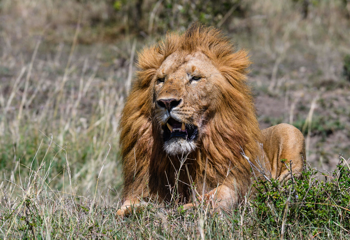 Male Lion (1 of 1)-2.jpg