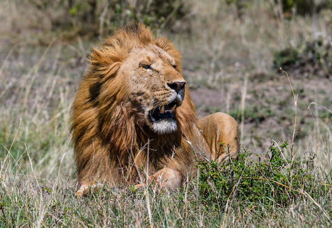 Male Lion (1 of 1)-4.jpg