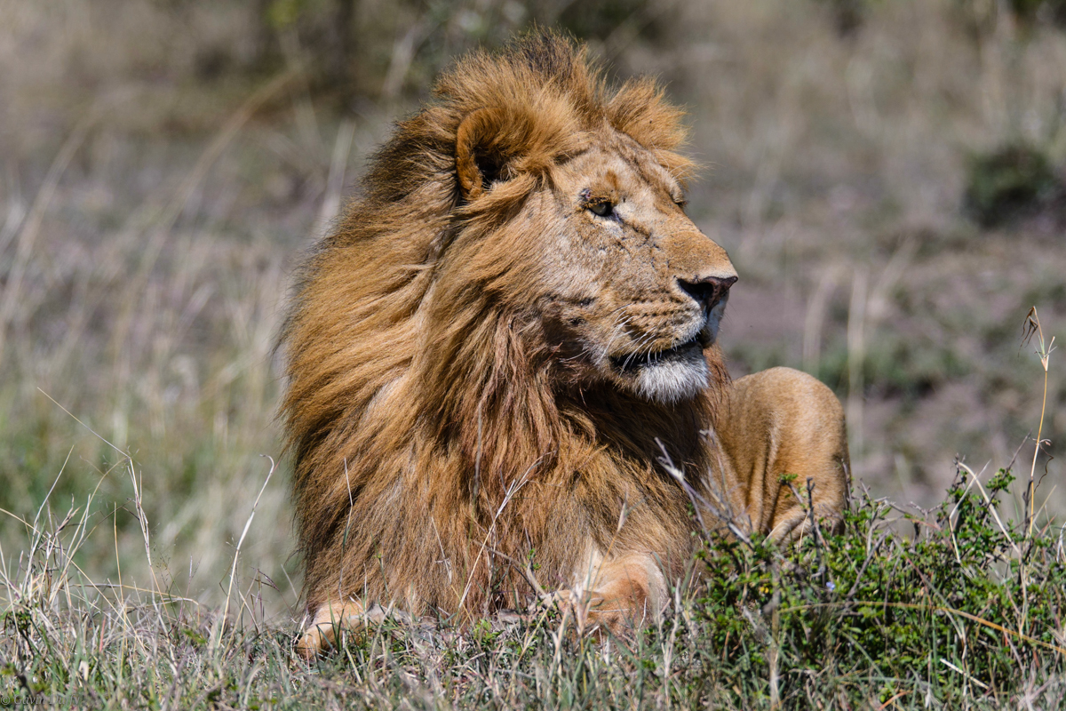 Male Lion (1 of 1)-5.jpg