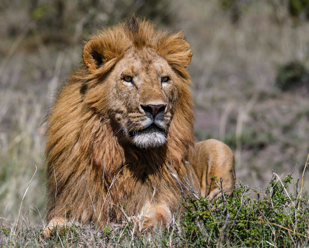 Male Lion (1 of 1)-6.jpg