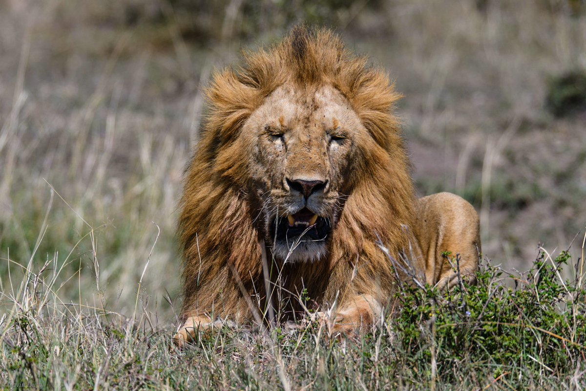 Male Lion (1 of 1).jpg