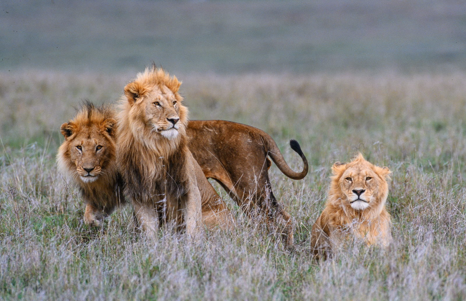 Male Lions.jpg
