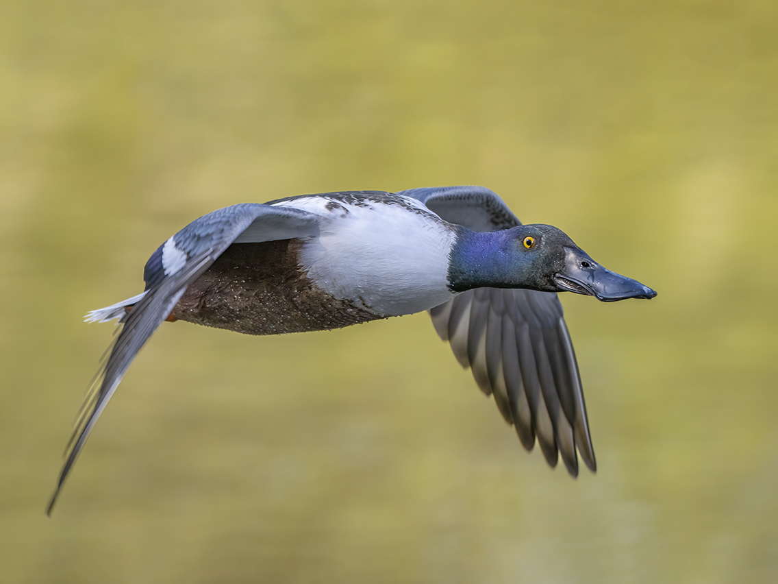 Male northern shoveler in fight bg.jpg