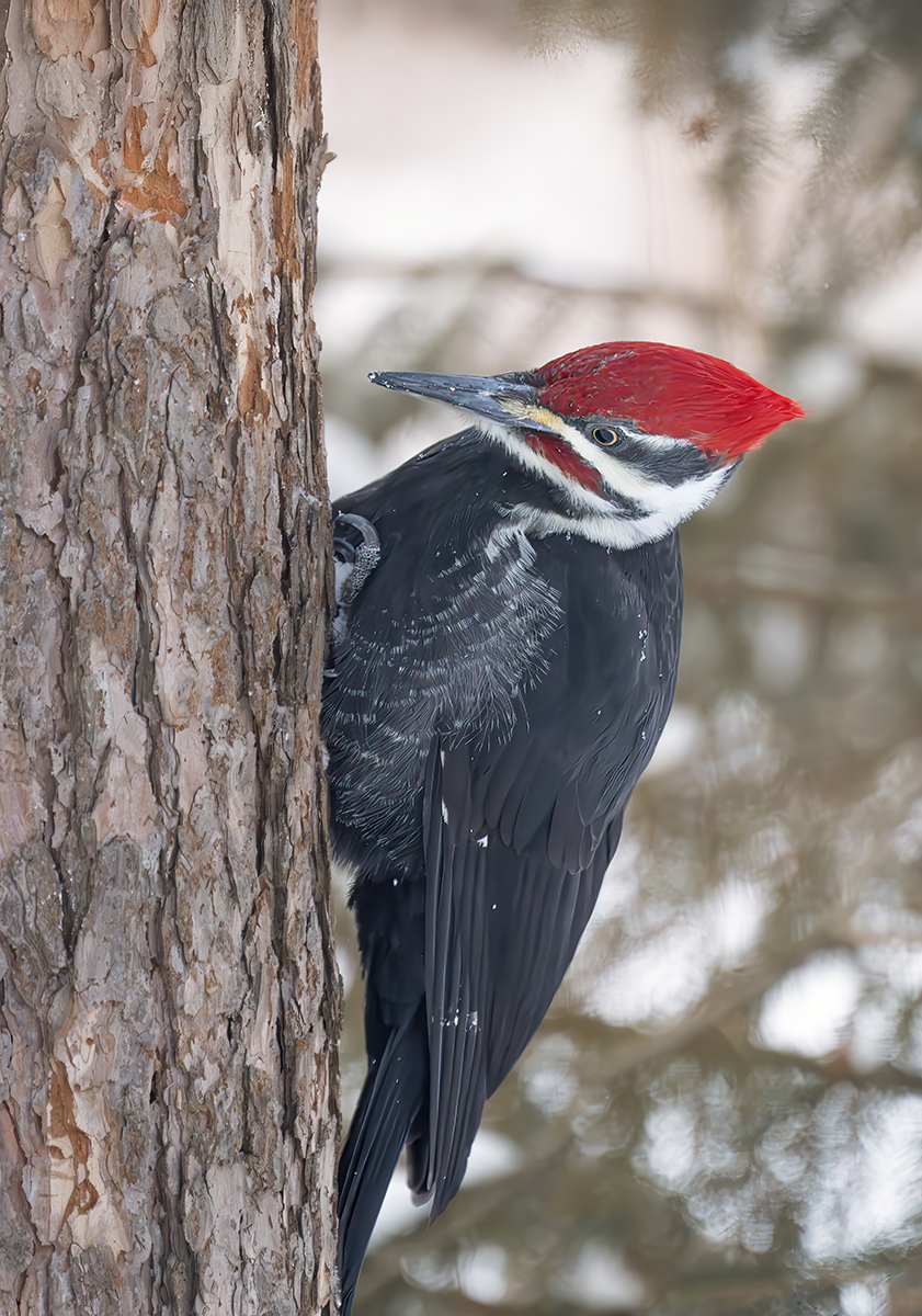 Male Pileated Jan 2025 processed 8121.jpg