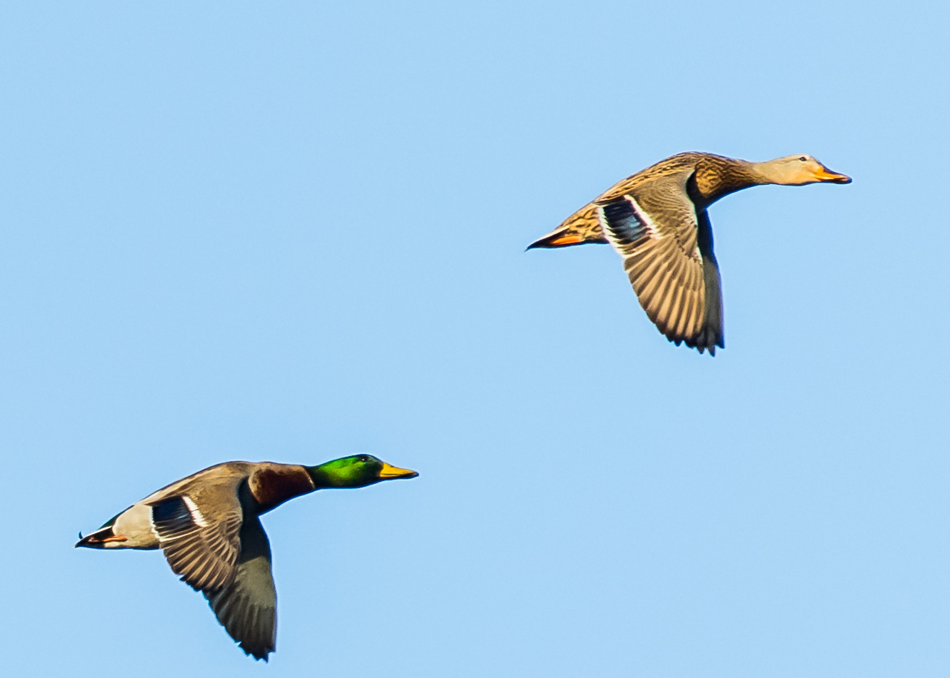 Mallard 11-4 6.jpg