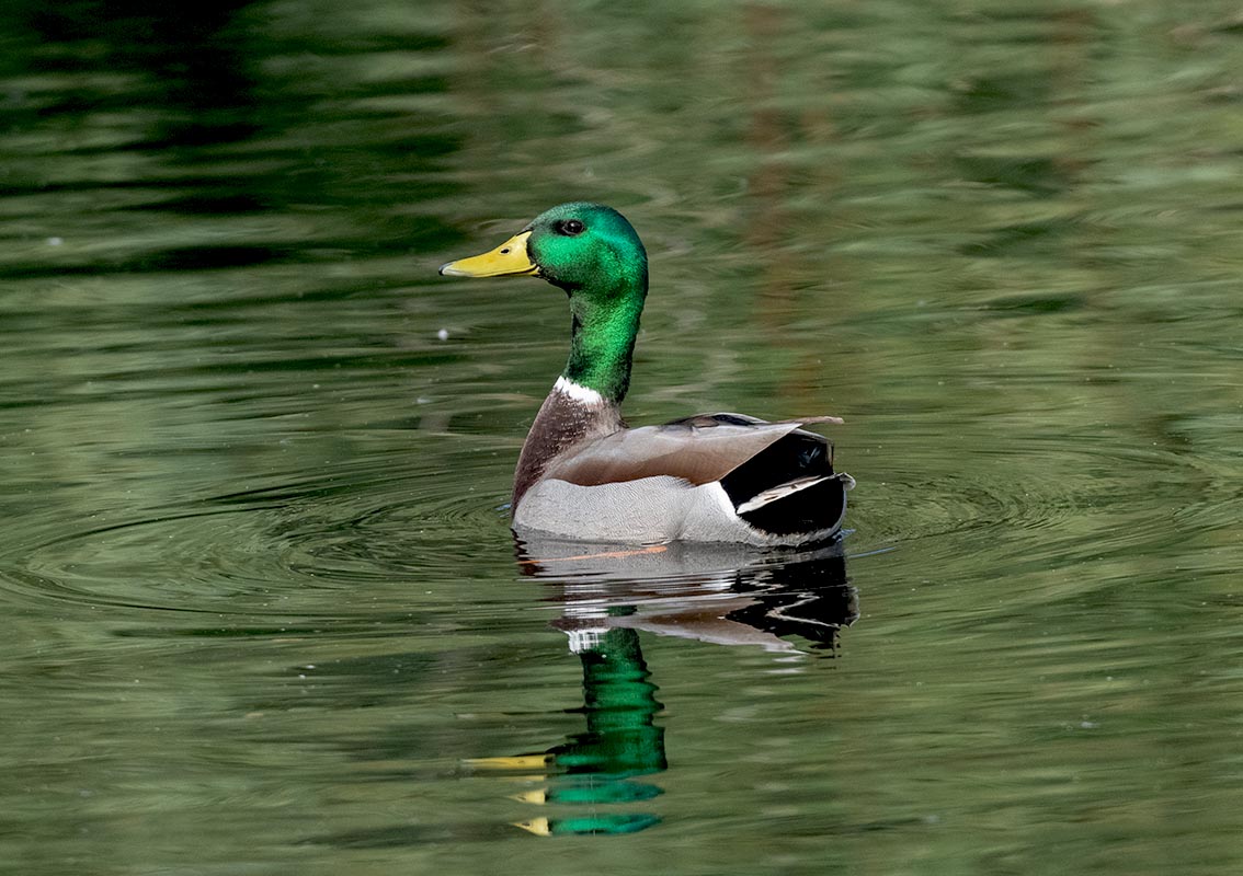 Mallard Duck 850_6902.jpg