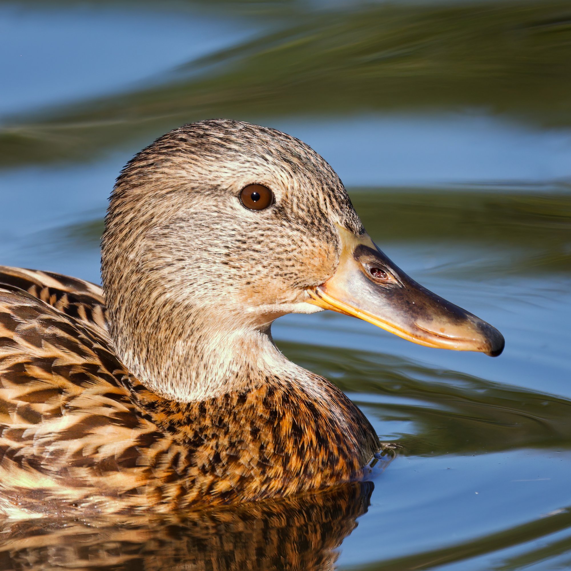 Mallard-Duck-female-Ranch-Calaveras.jpg