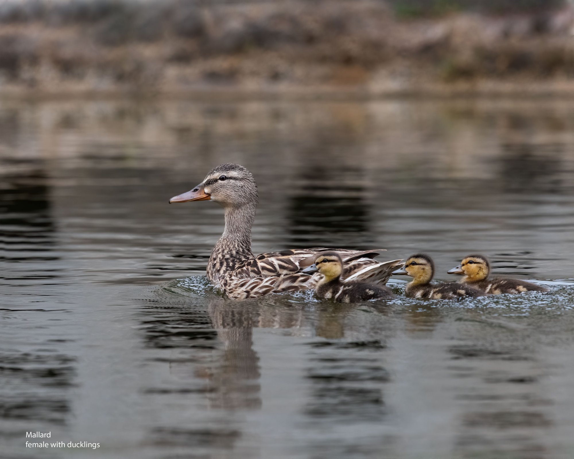 Mallard-Duck-with-ducklings-Rancho-Calavera-lr-ps-ai-as.jpg