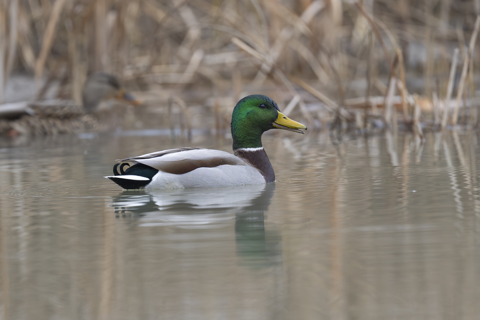Mallard Duck with new lens sized.jpg