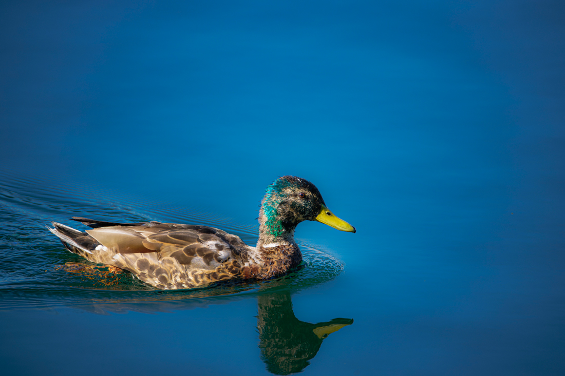 mallard molting.jpg