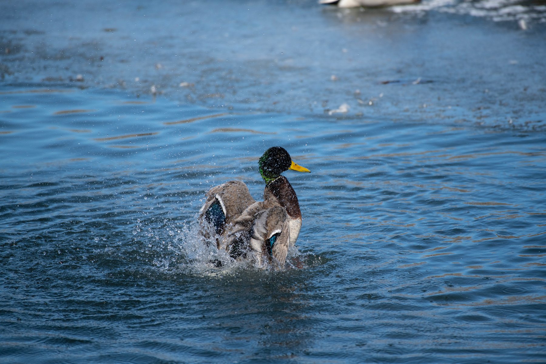 MallardFlappingWings.jpg