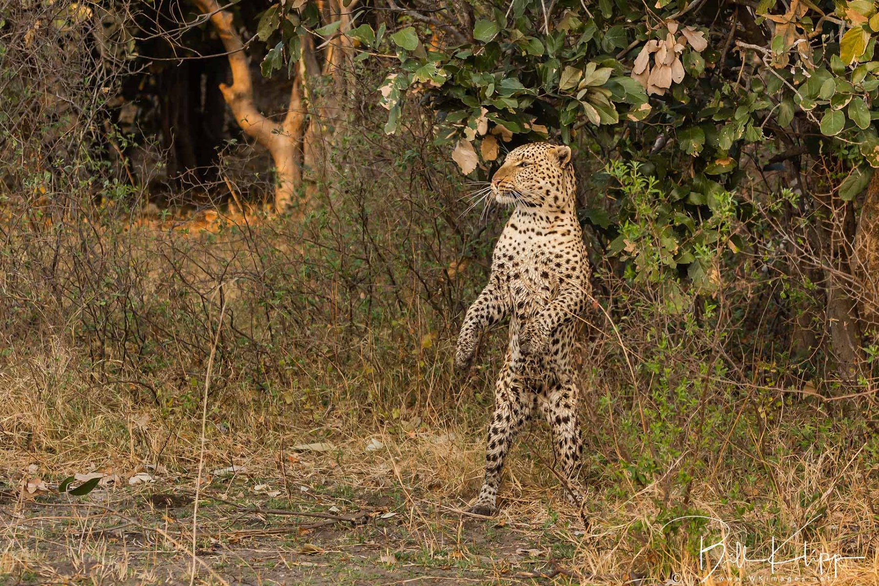 Mammals_BWA_Duba_Explorers_Leopard_BKlipp_Jul_2022_108_.jpg