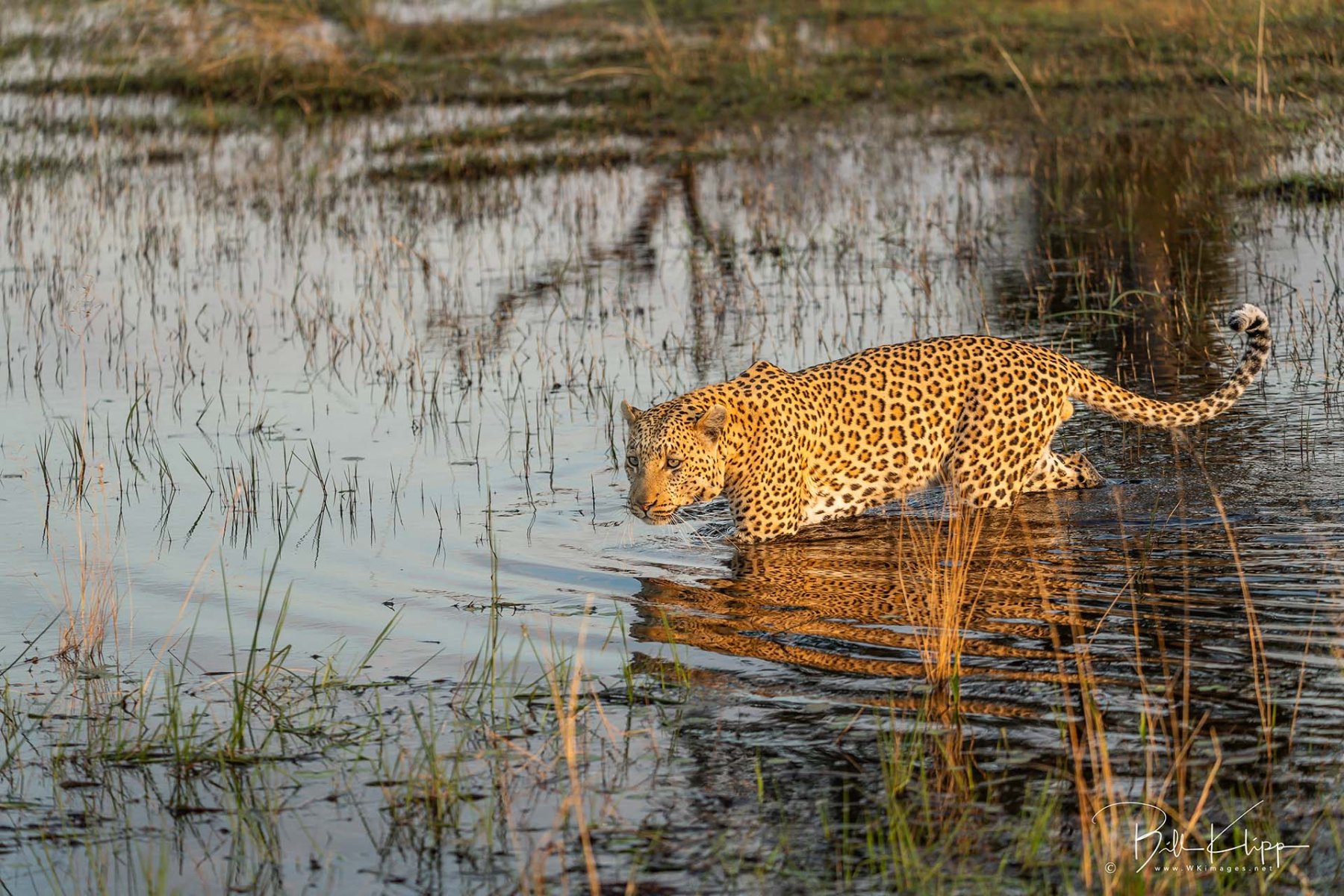 Mammals_BWA_Duba_Explorers_Leopard_BKlipp_Jul_2022_44_.jpg