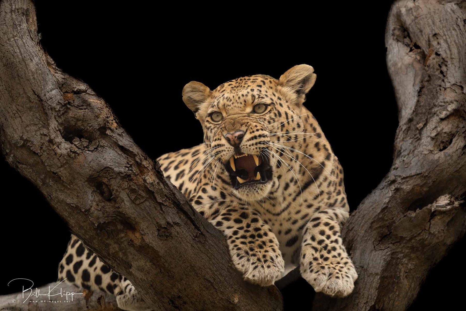Mammals_BWA_Selinda_Leopard_BKlipp_Jun_2022_343a_.jpg
