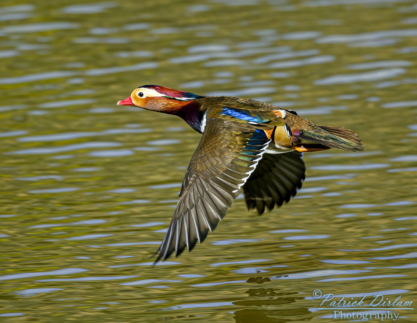 Mandarin duck male in flight.jpg
