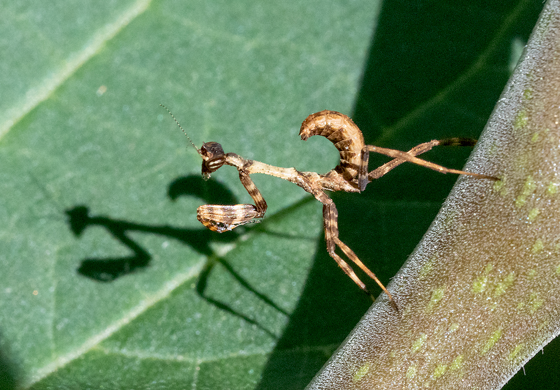 Mantid DSC07712.jpg